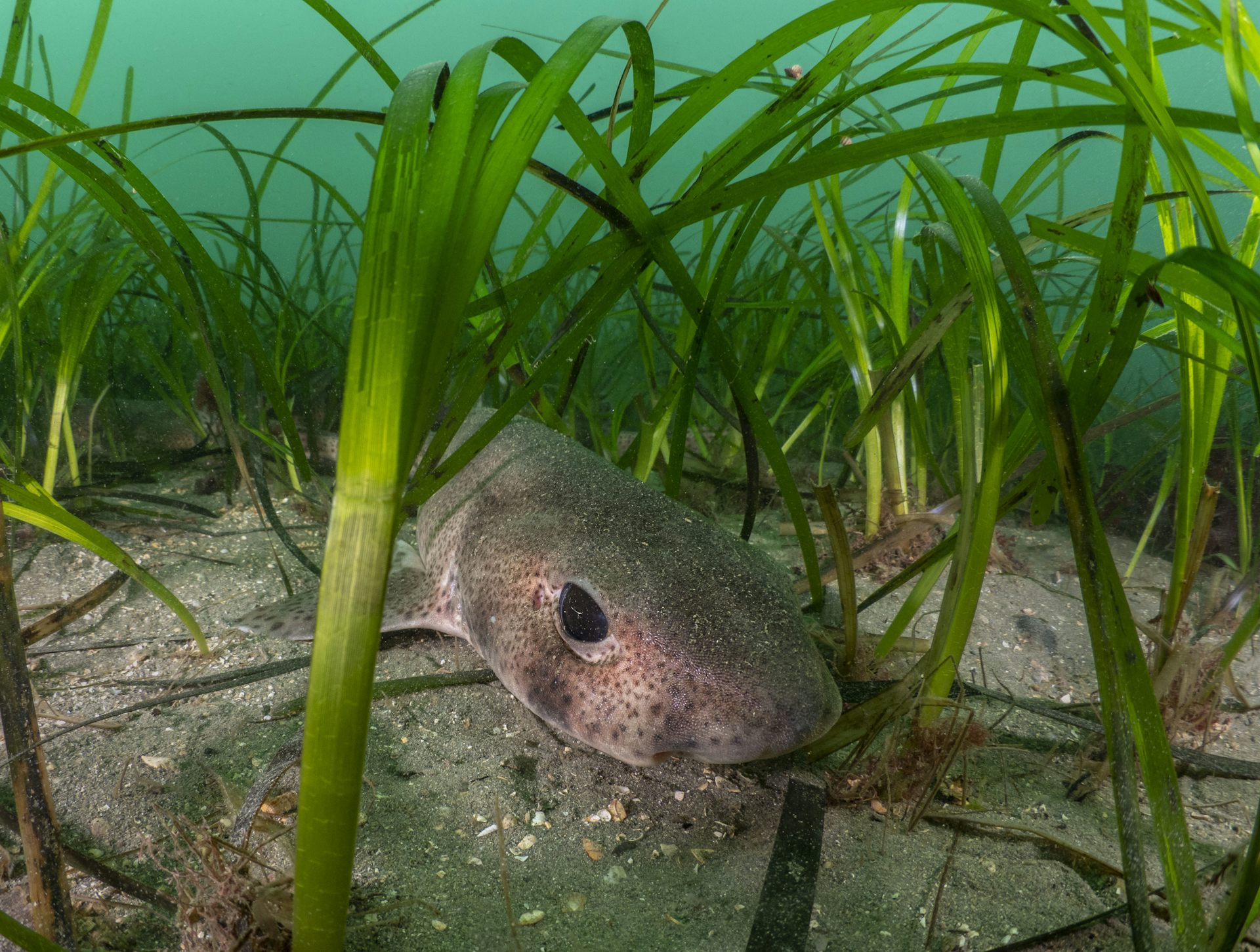 Cat shark lying on the seabed in a seagrass meadow