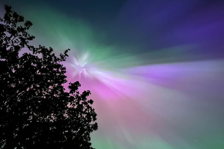 Northern Lights in purple and green with a tree in foreground.