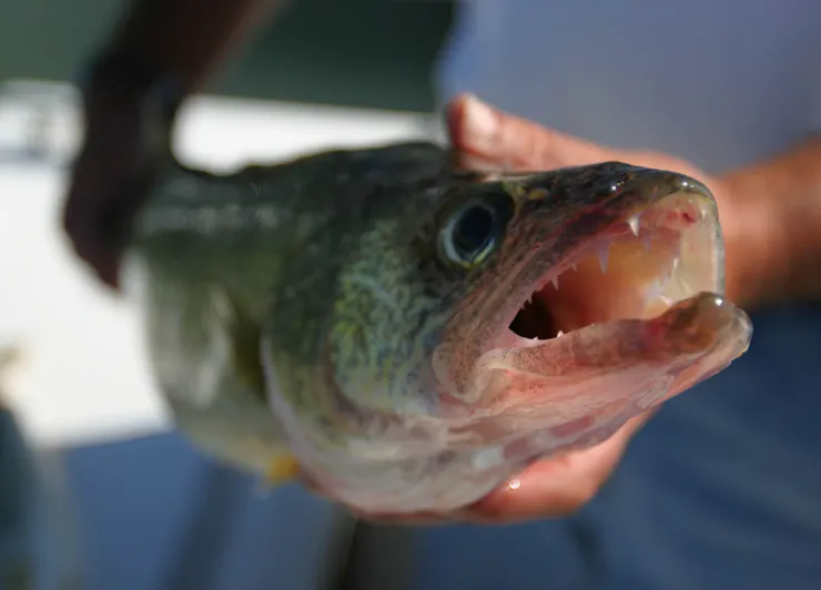 A person's hands hold a fish with large eyes and an open mouth.