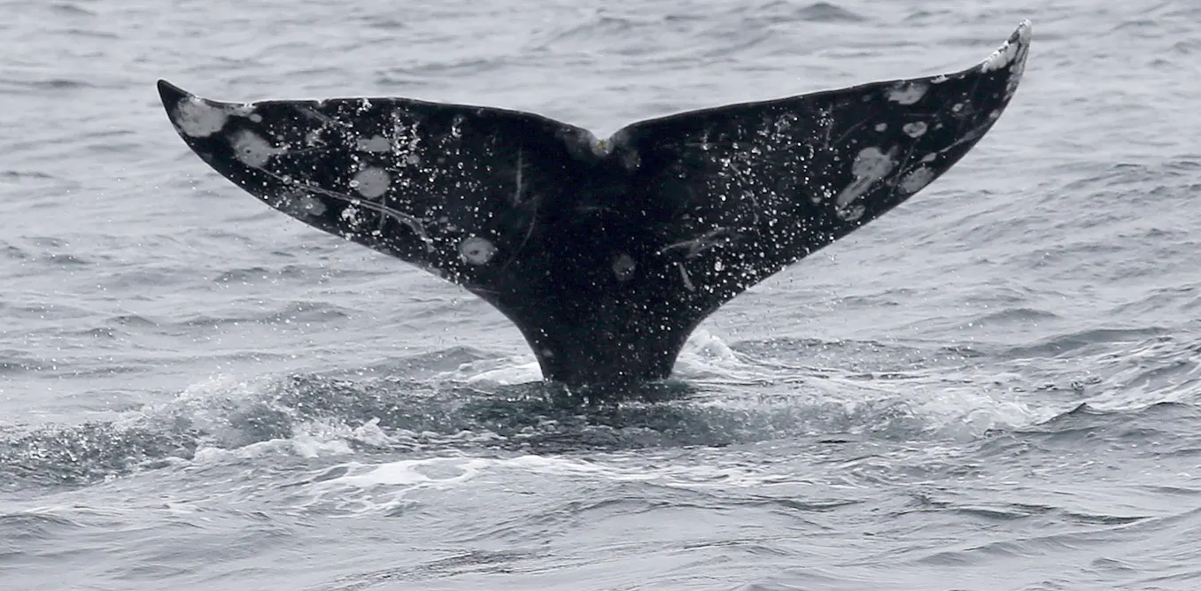 Gray whales are dying in San Francisco Bay at an alarming rate – this isn’t normal