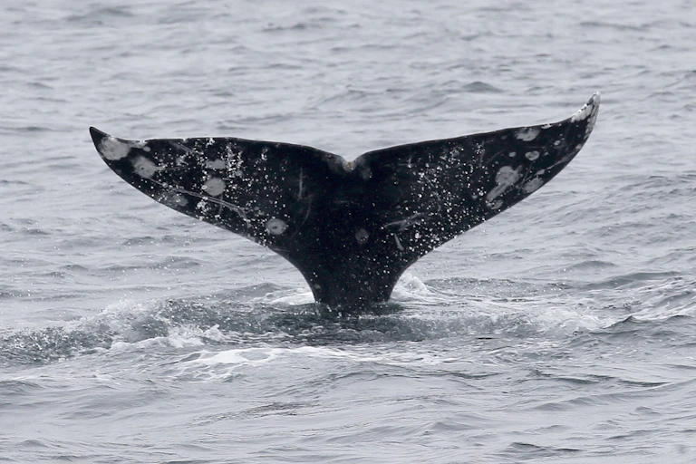 A whale's tale flips into the air as the large mammal dives for food.