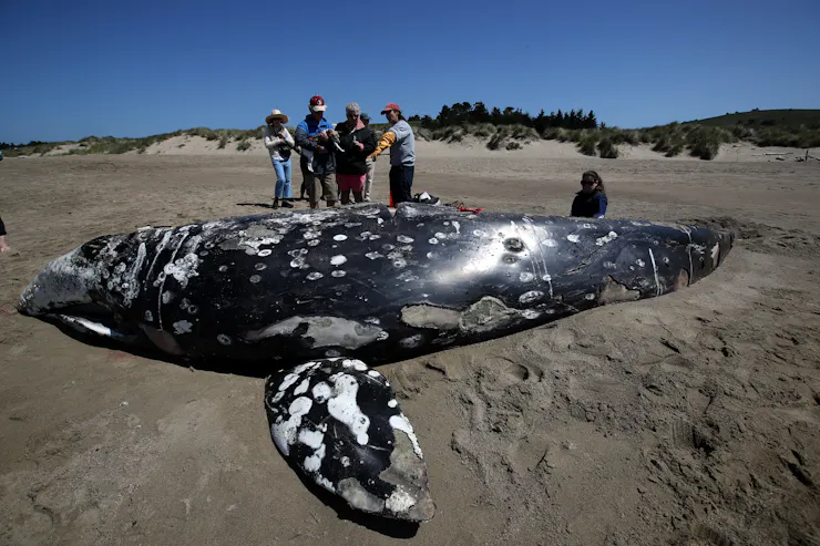 A large young whale with mottled skin lies on a beach with people standing near by.