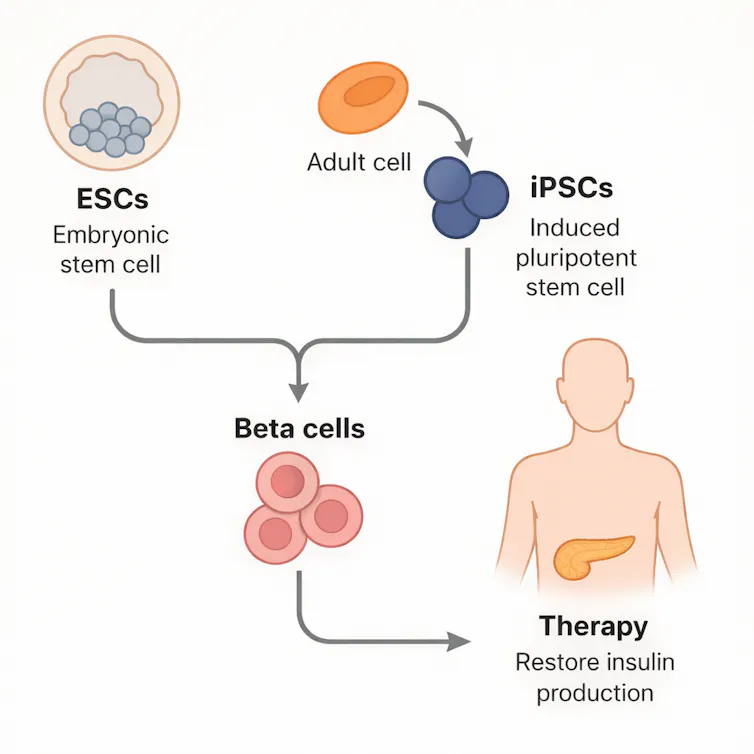 a diagram showing ESCs and iPSCs