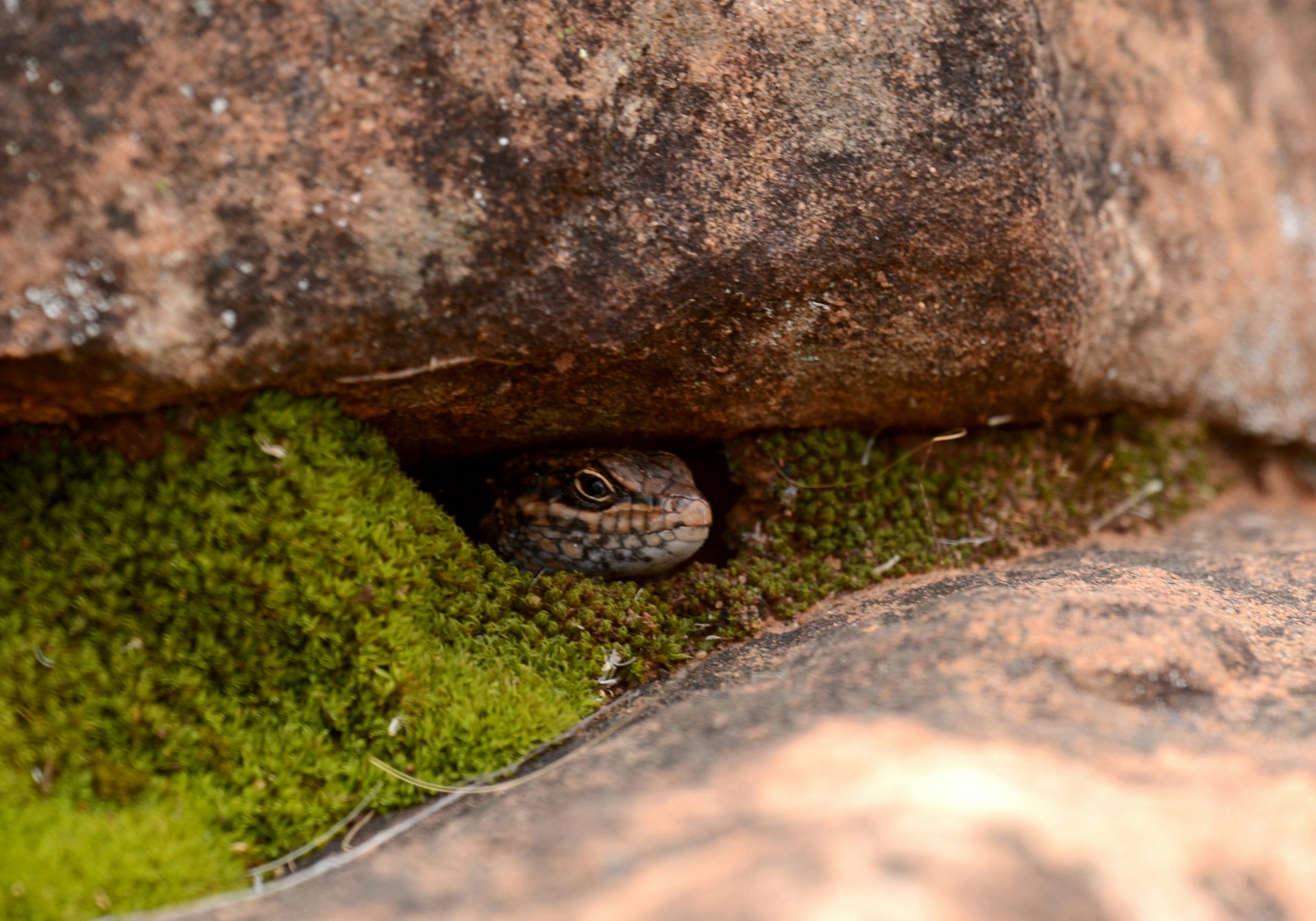 A small lizard, the kungaka, peeks out from underneath a rock.