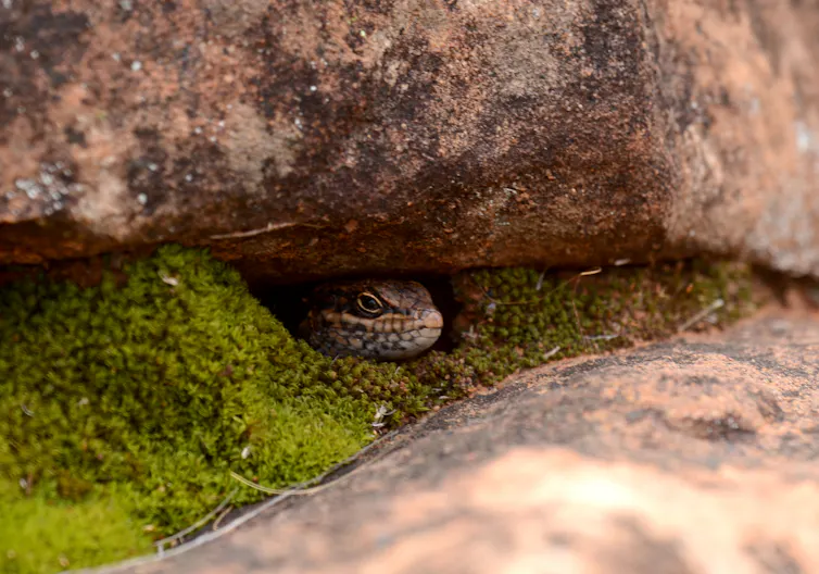 A small lizard, the kungaka, peeks out from underneath a rock.