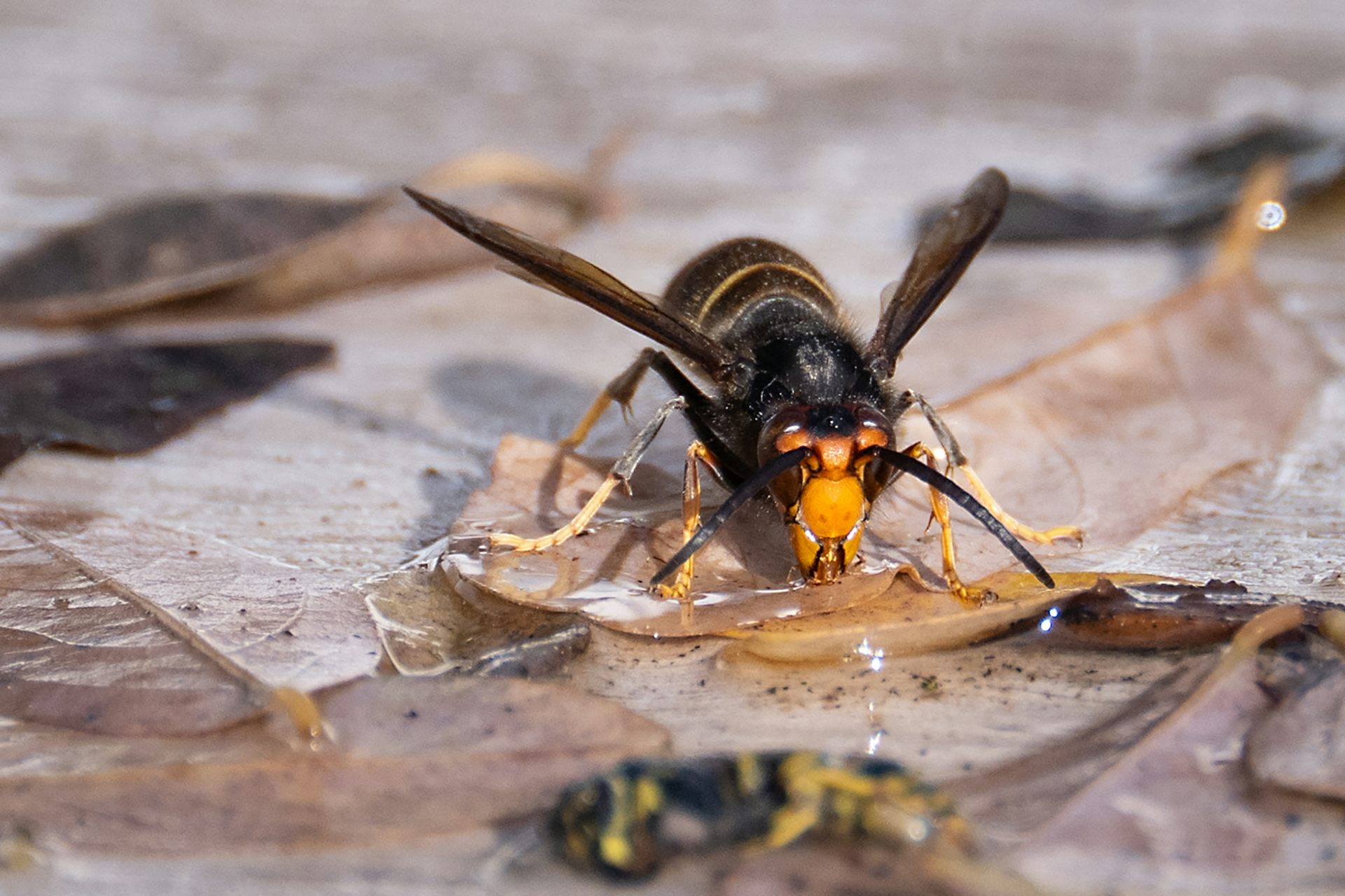NZ may be winning the fight against the invasive yellow-legged hornet – but a crucial phase lies ahead