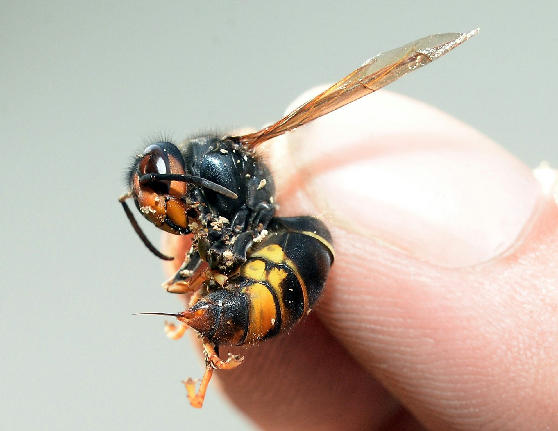 NZ may be winning the fight against the invasive yellow-legged hornet &ndash; but a crucial phase lies ahead