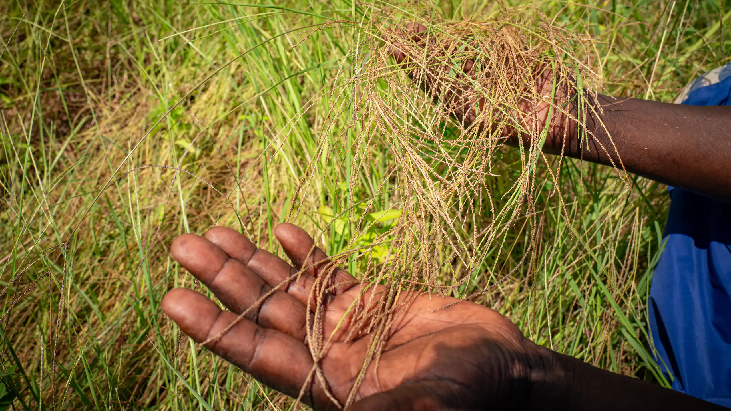 Une culture de fonio en Afrique sub-saharienne.