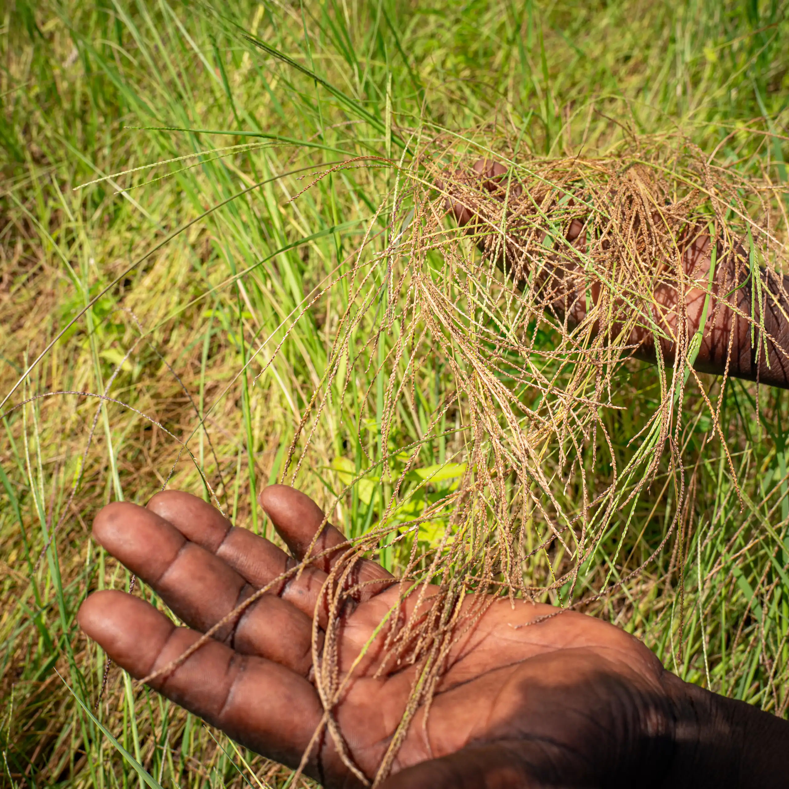Une culture de fonio en Afrique sub-saharienne.