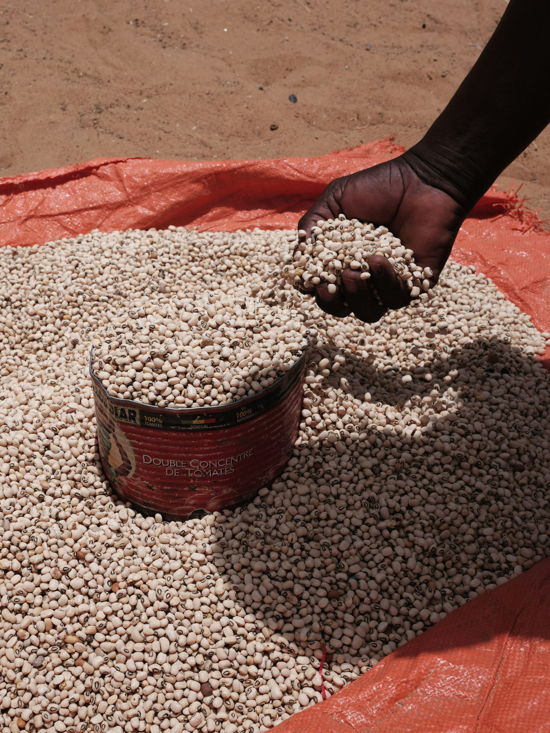 Du niébé au Sénégal