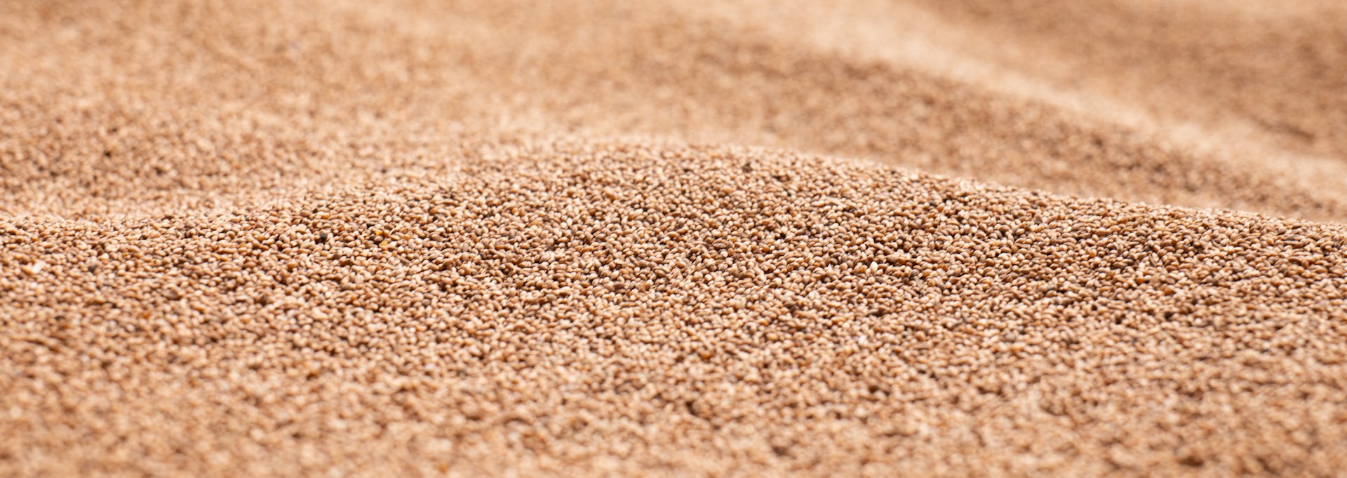 Une récolte de fonio.