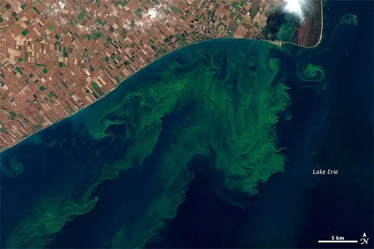 Una imagen de satélite que muestra la superficie azul del agua con manchas verdes debido a las algas.