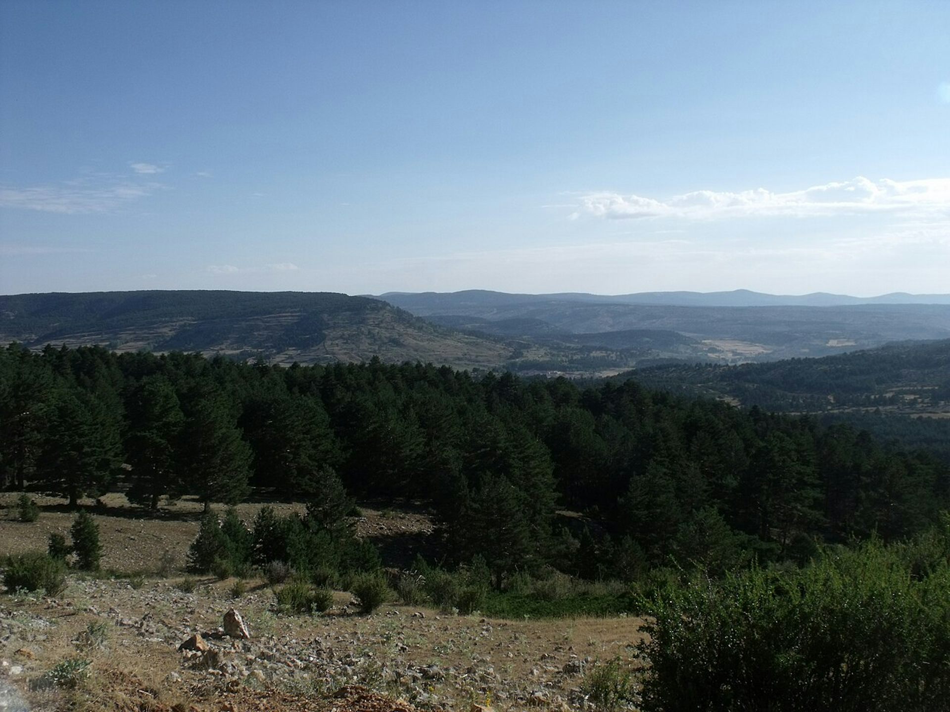 Pine forests and mountains