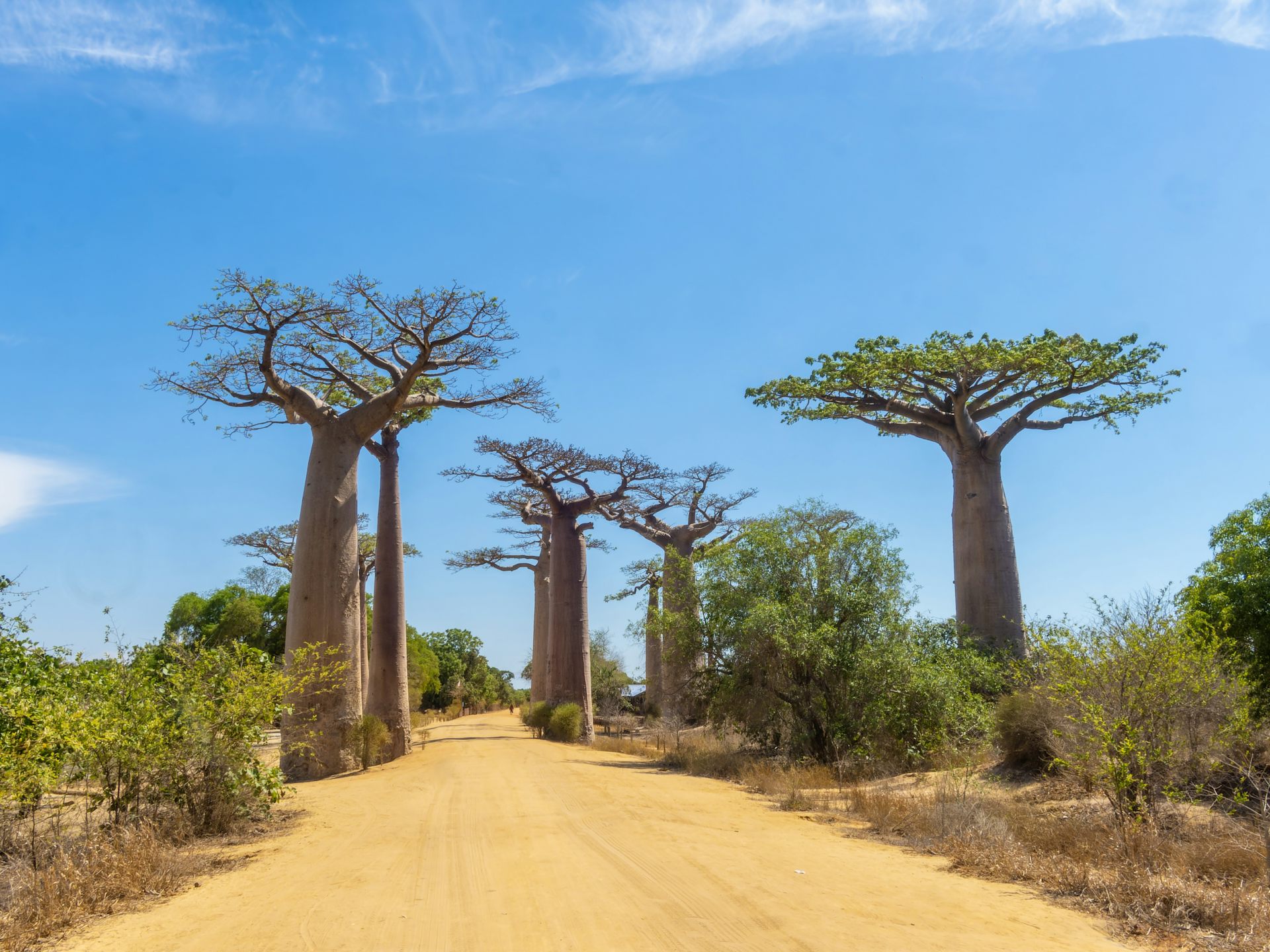 Madagascar’s ancient baobabs store 700 years of climate secrets – what they reveal