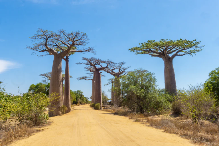 Several giant baobab trees line a pale yellow dirt road with a bright blue sky behind them