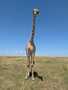 a giraffe standing in a grassy area