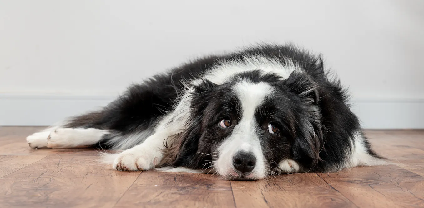 How to tell if your dog is in pain (and what to do if they are)