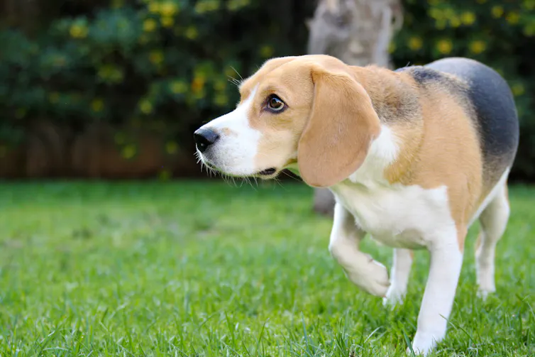 Cão da raça beagle em pé na grama levantando a pata dianteira