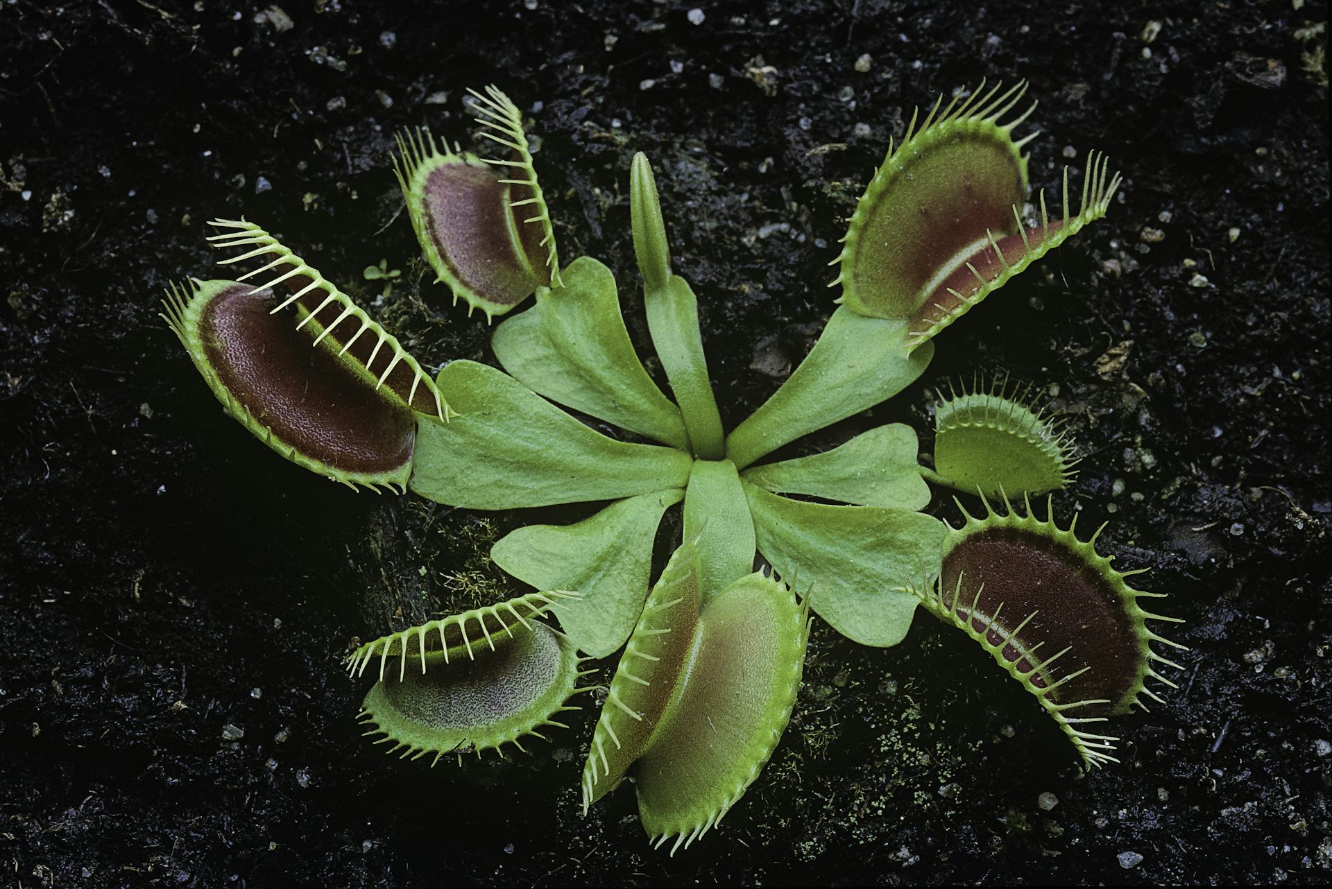 A Venus flytrap plant