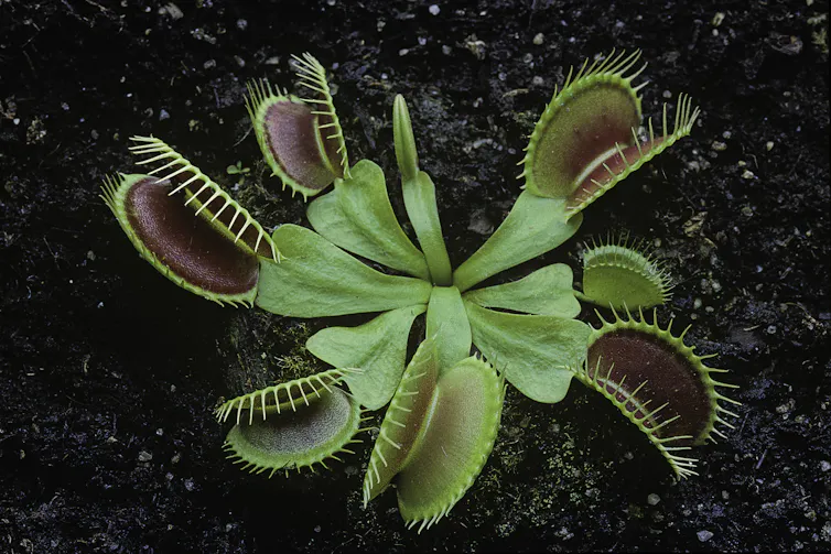 A Venus flytrap plant