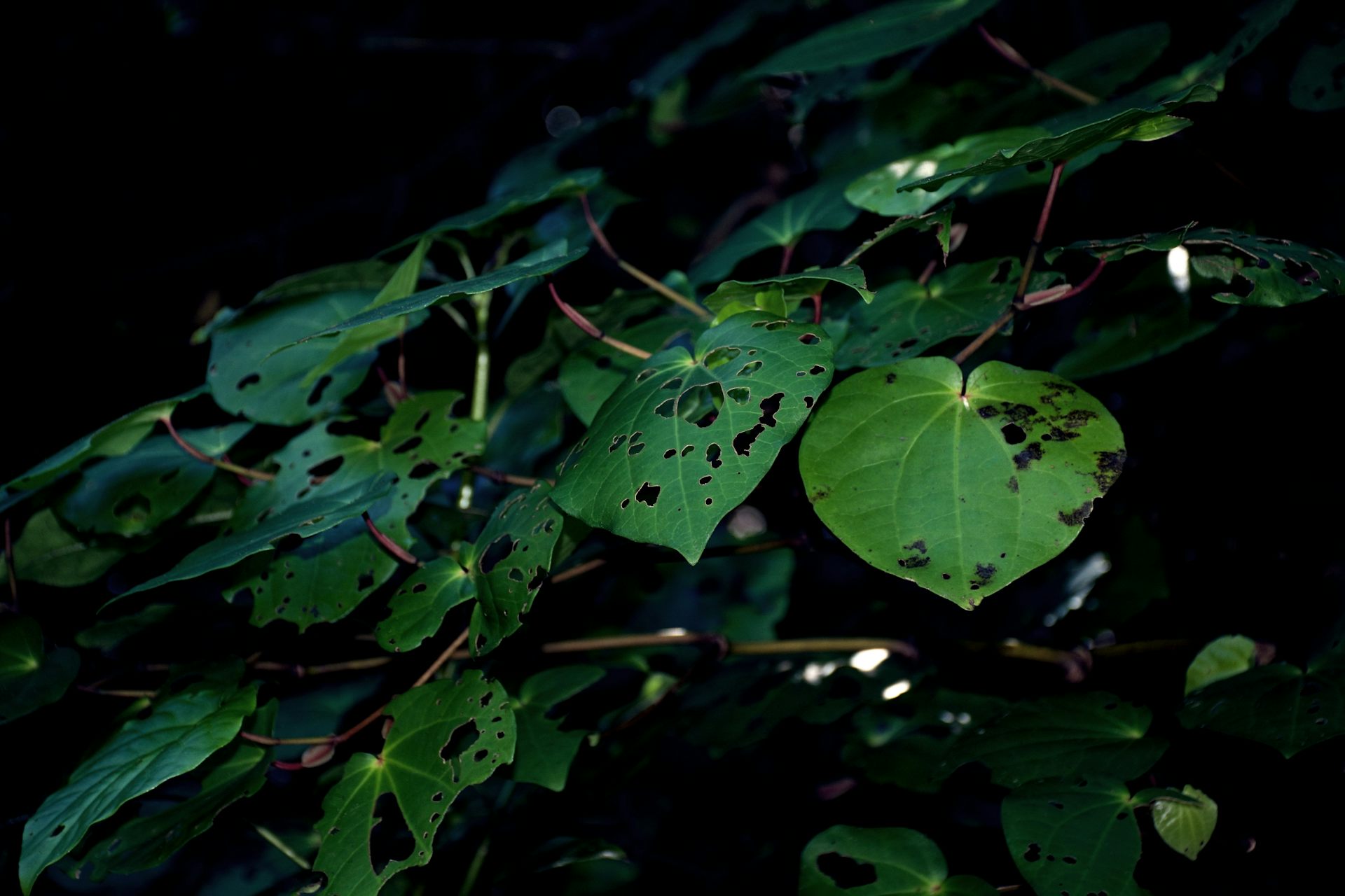 Moth-eaten leaves a kawakawa, an important plant in itraditional Māori medicine