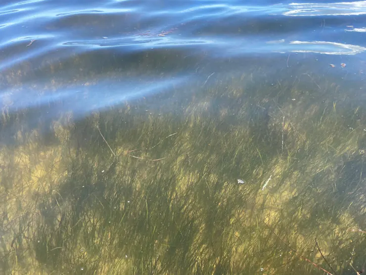 seagrass underwater in Mosquito Lagoon