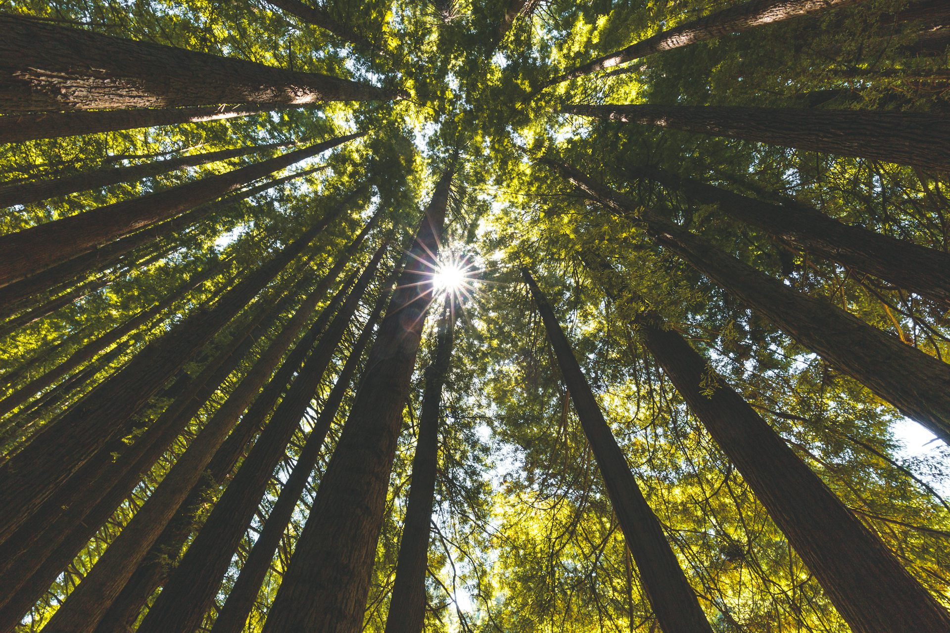The secret sensory life of plants: researchers are discovering how they see, hear, feel – and even remember