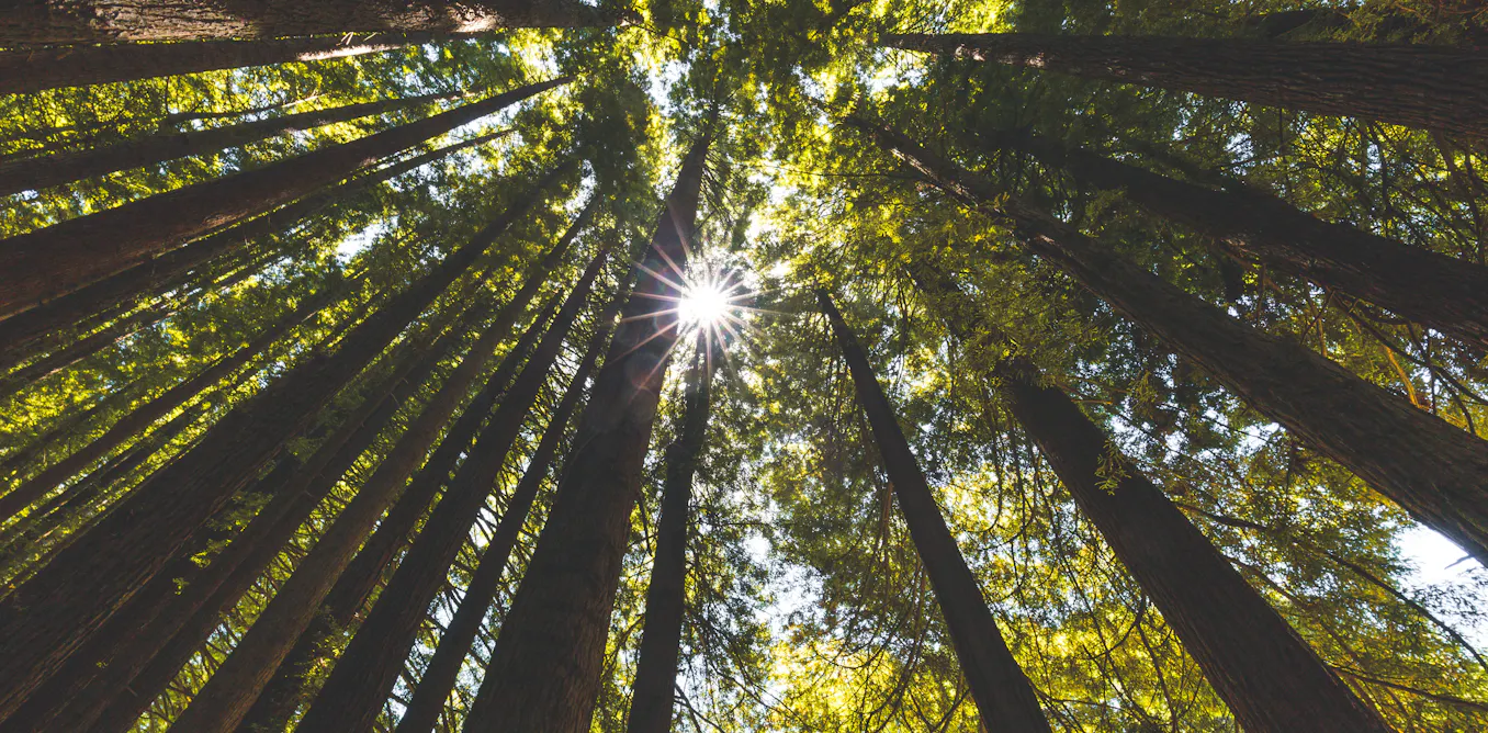 The secret sensory life of plants: researchers are discovering how they see, hear, feel – and even remember
