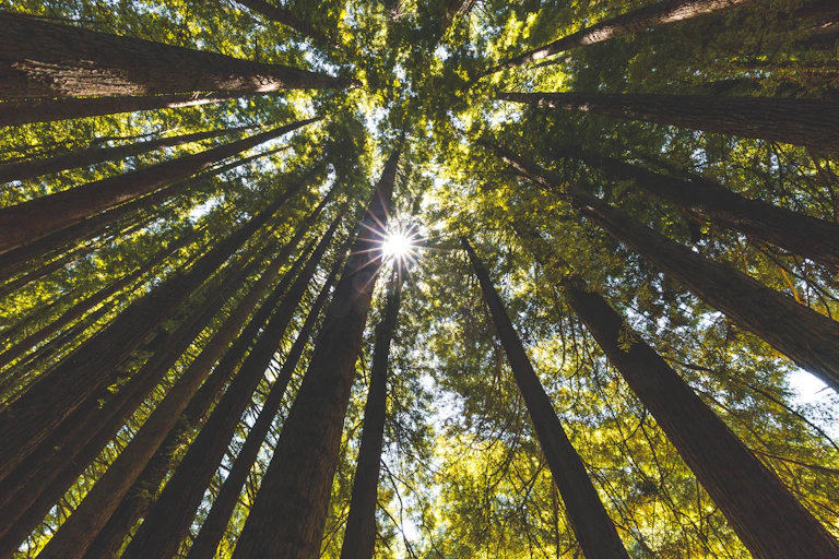 tree trunks converging, with the sun shining through them