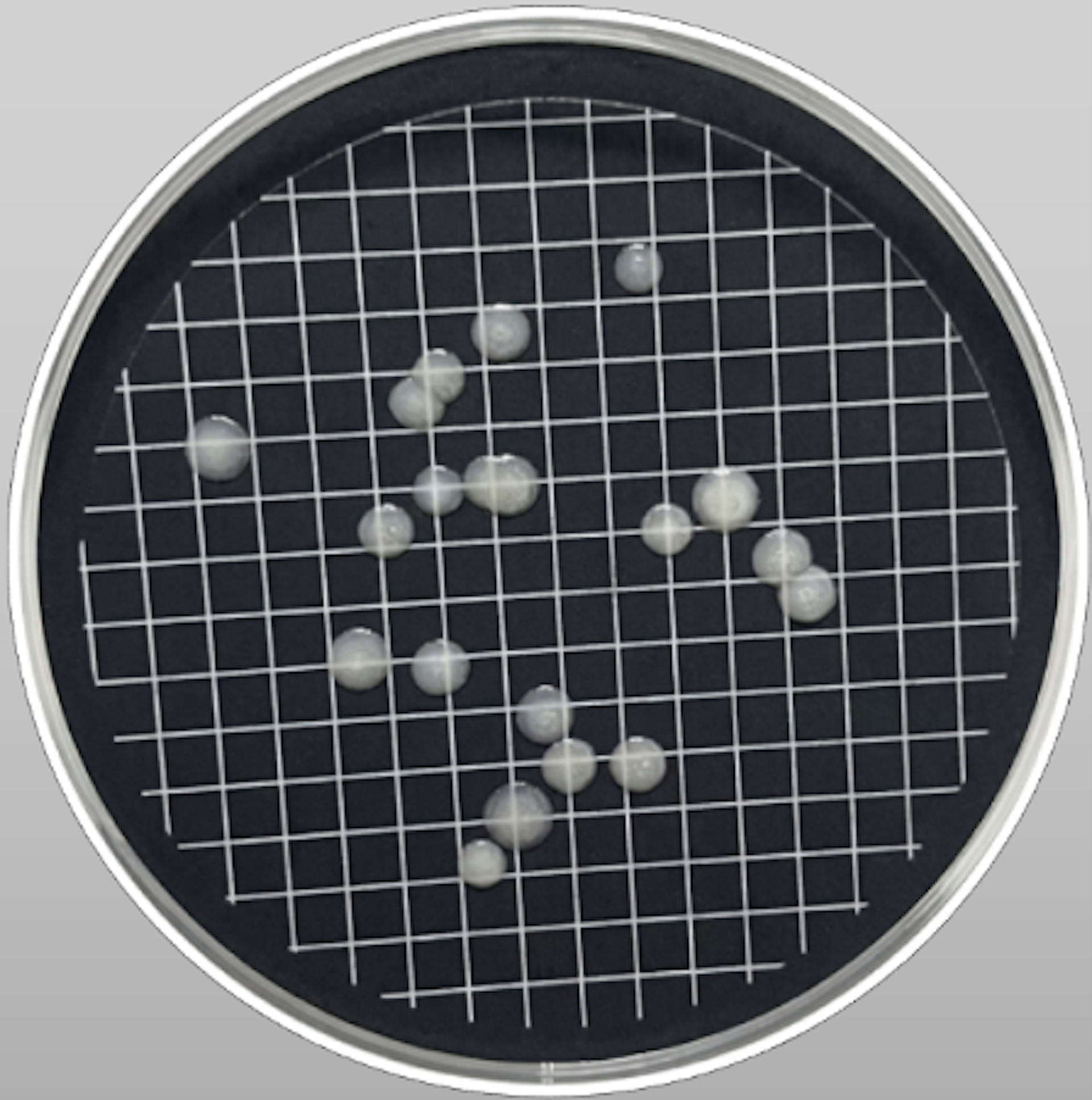 Placa de Petri con manchas blancas.