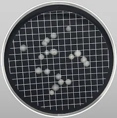 El cambio climático favorece el crecimiento de microorganismos patógenos que pueden llegar a nuestros grifos 2 Placa de Petri con manchas blancas.