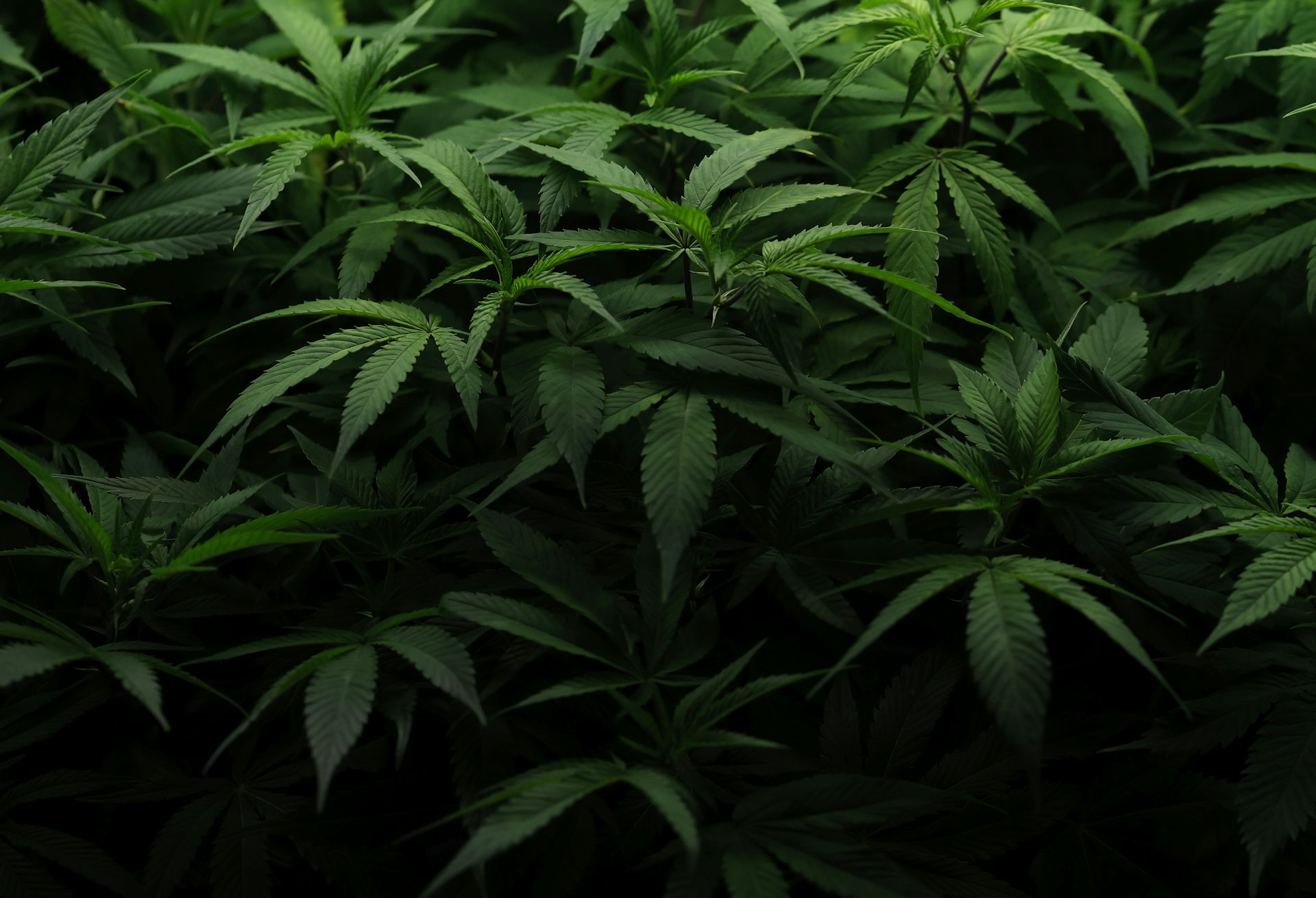 Why the future of marijuana legalization remains hazy despite high public support