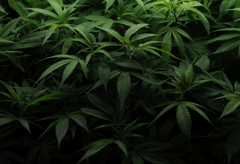 theconversation.com - William Garriott - Why the future of marijuana legalization remains hazy despite high public support