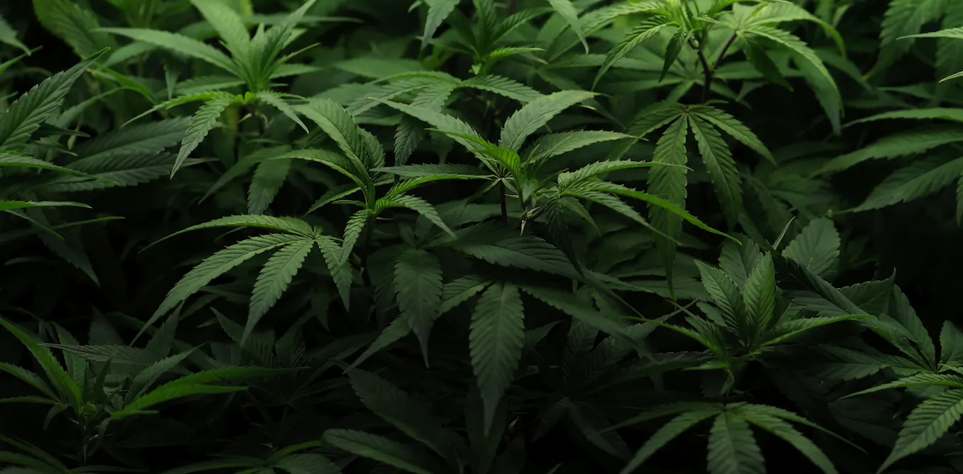 Why the future of marijuana legalization remains hazy despite high public support