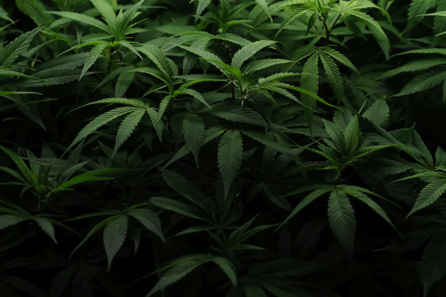 Why the future of marijuana legalization remains hazy despite high ...