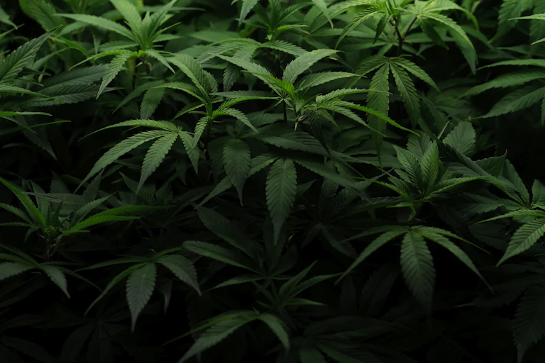 A view of cannabis plants.