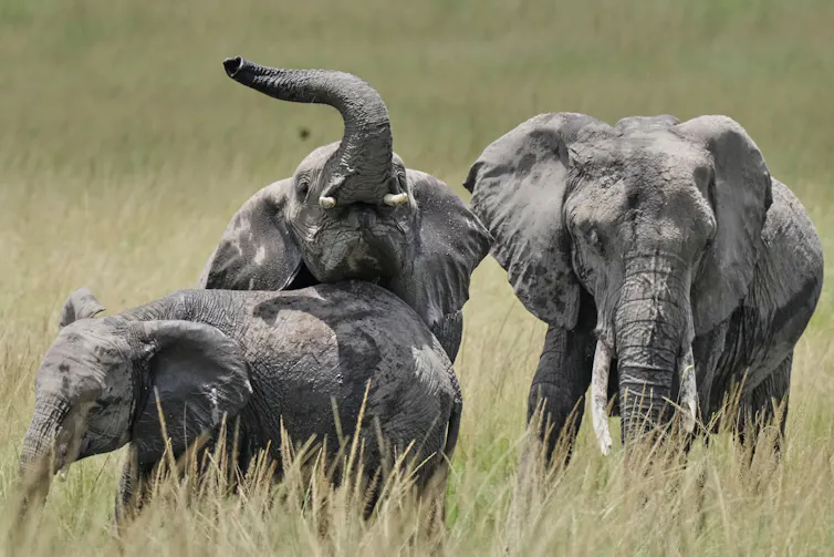 three elephants in a grassland, one raises its trunk into the sky