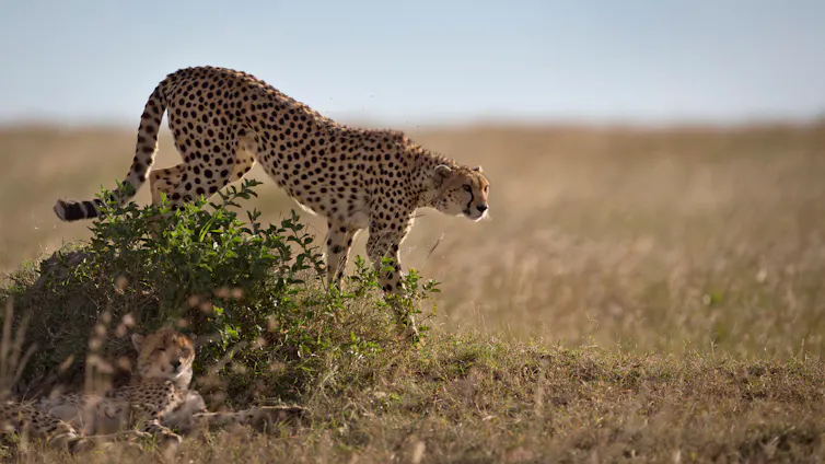 a cheetah in a grassland area, another lays on the ground nearby