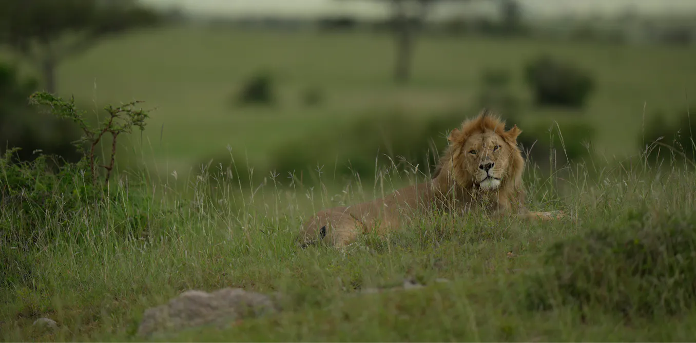 EduWireDaily — How wildlife conservancies perpetuate green colonialism in Kenya
