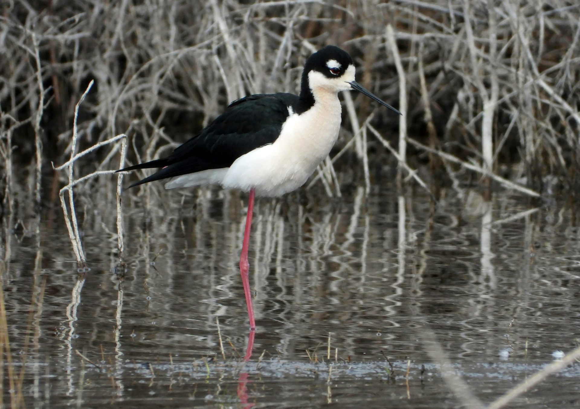 a black and white bird with a long narrow beak and thin long pink legs