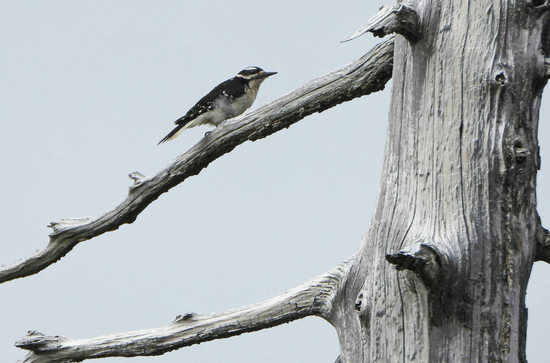 un pequeño pájaro en la rama de un árbol