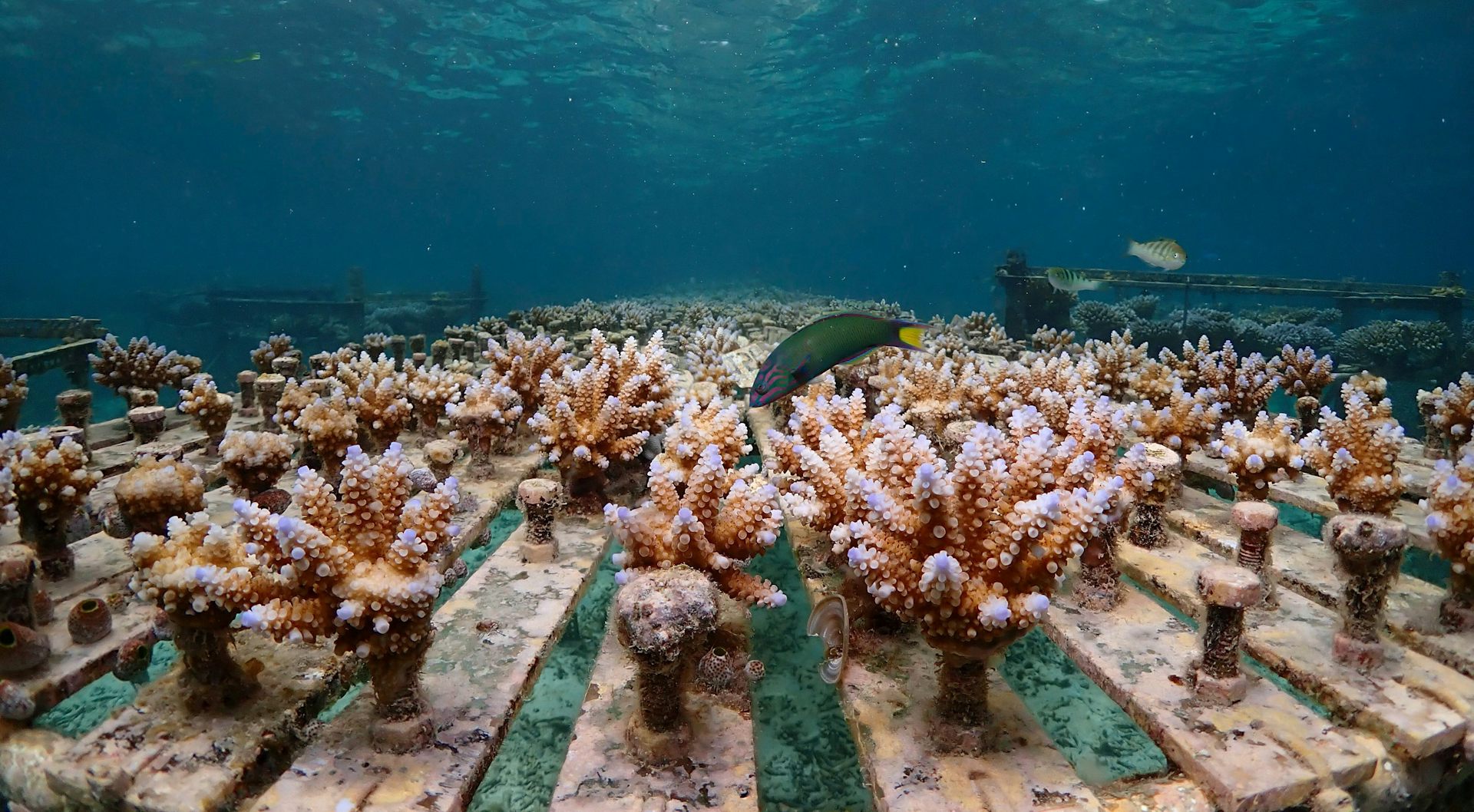How accelerating evolution could help corals survive future heatwaves – new study