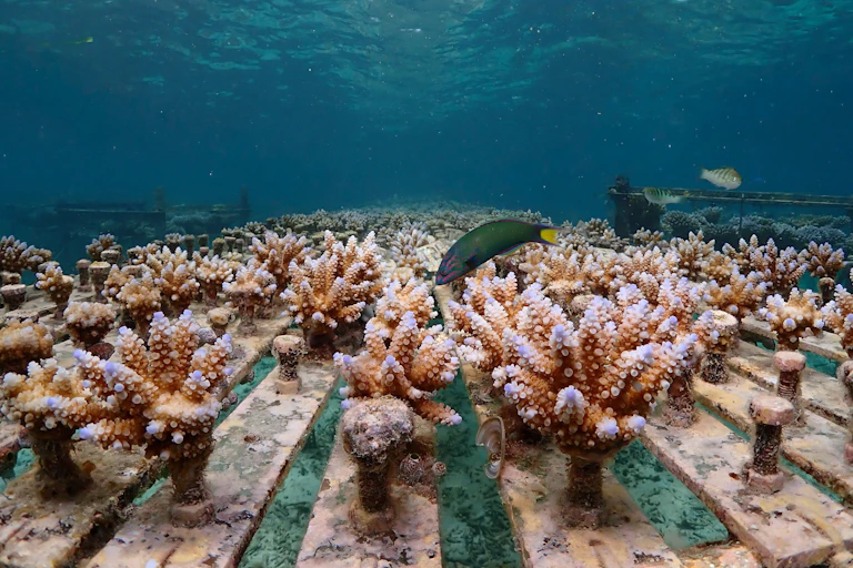 experiments with coral on seabed