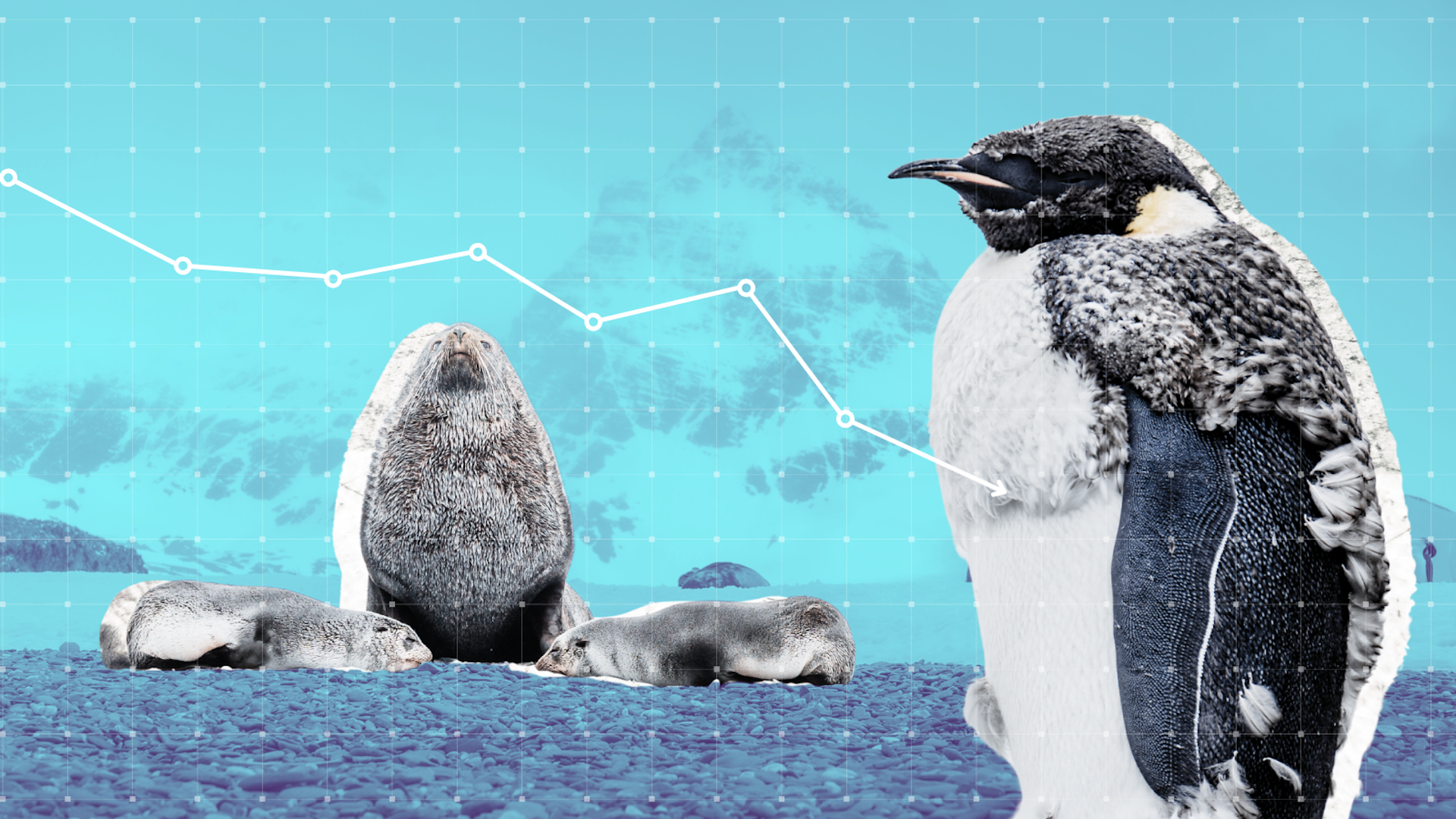 The beloved emperor penguin and Antarctic fur seal are now officially endangered. Here’s what can be done