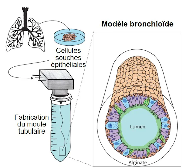 Schéma de la fabrication d’un bronchioïde