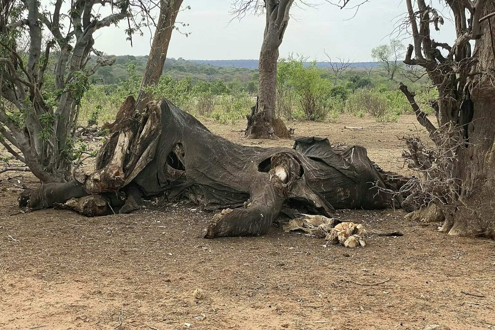 Comment manger un éléphant : des fossiles en Tanzanie révèlent les premiers dépeçages d’éléphants