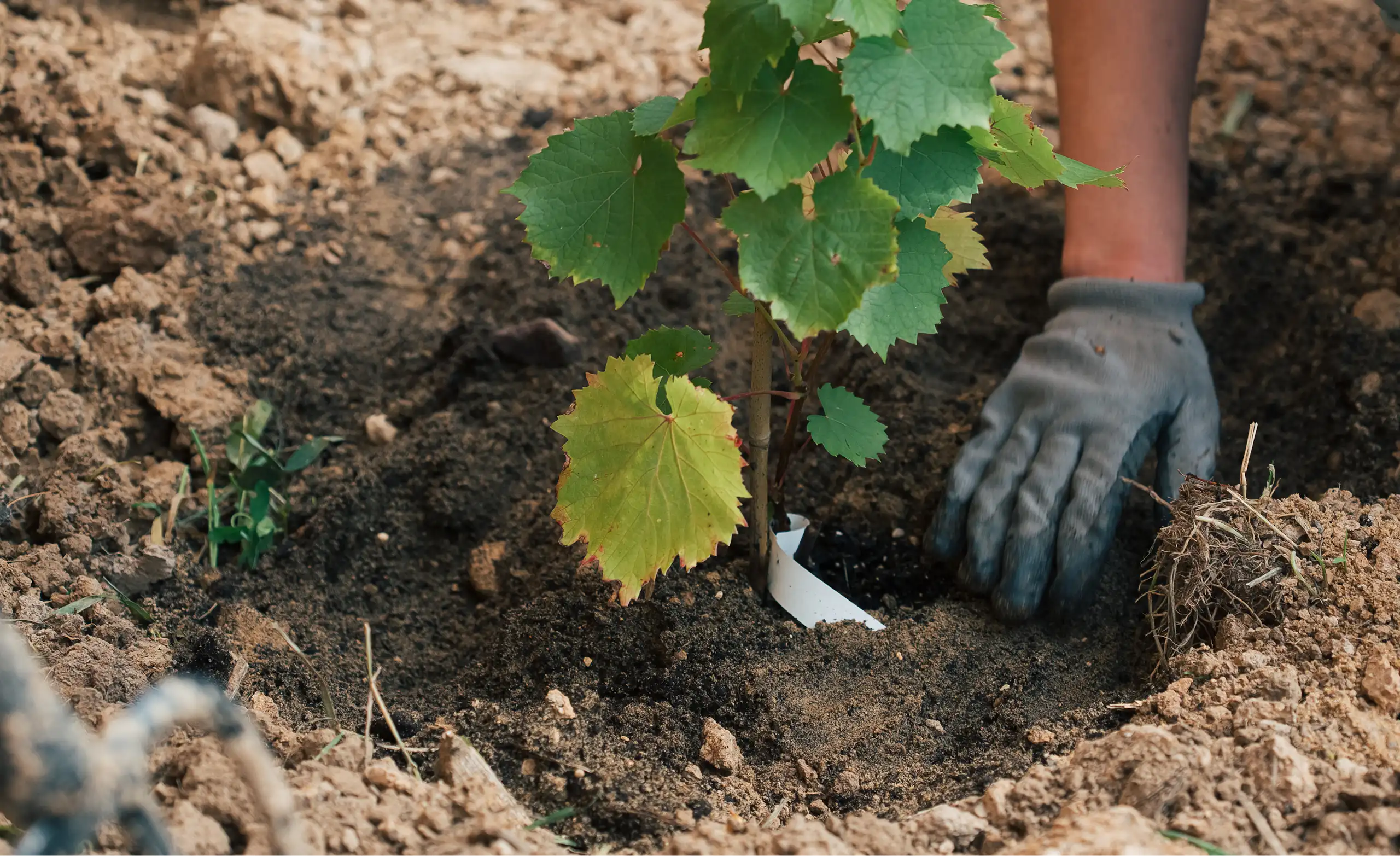 Changer la date des semis face aux aléas climatique : une action qui pourrait être considérée comme une adaptation au changement climatique, mais qui n'est parfois pas perçue comme telle.