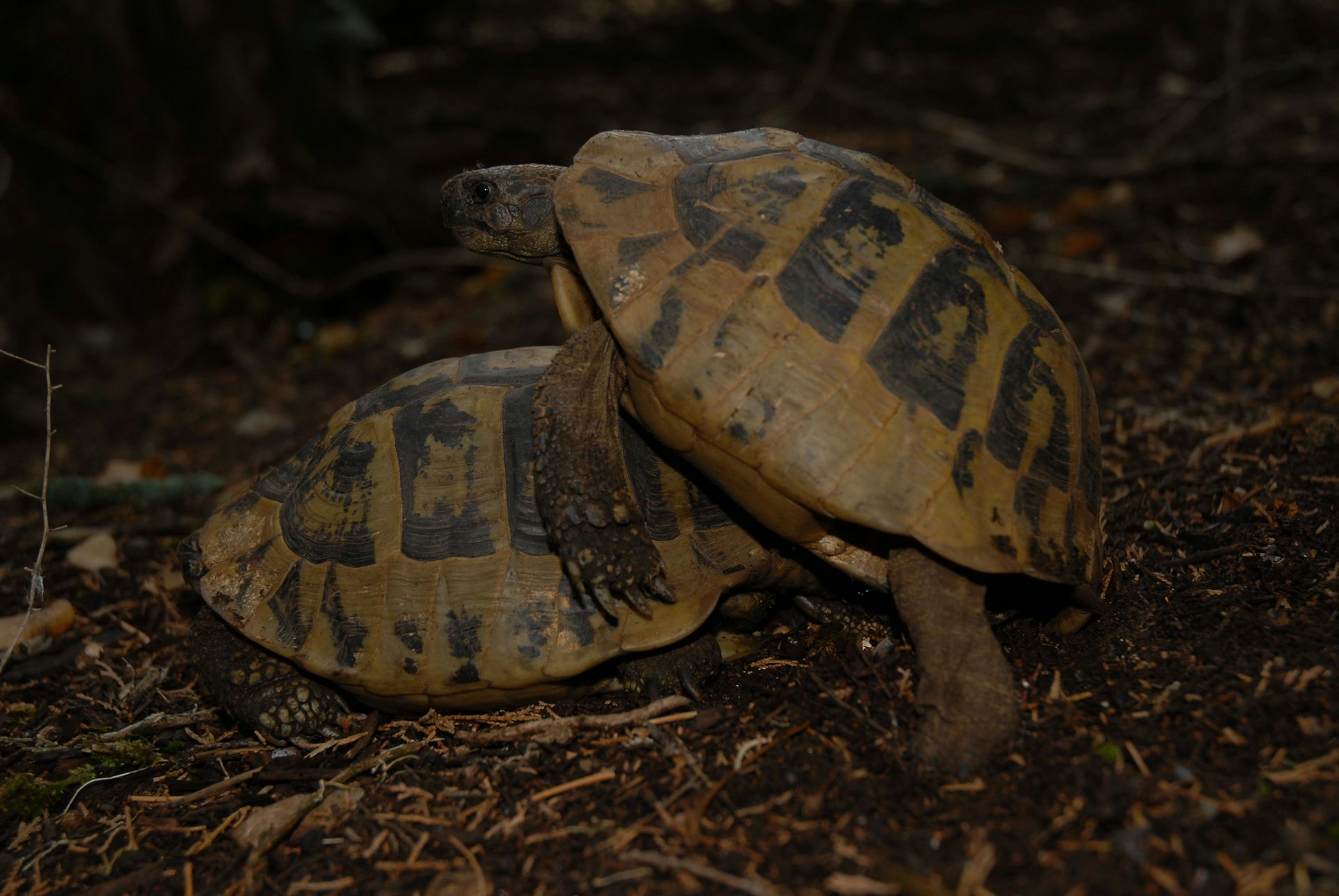 Pour arriver à monter sur la femelle, le mâle insiste longtemps en la poursuivant, lui mordant les pattes et la cognant, jusqu’à ce qu’elle capitule