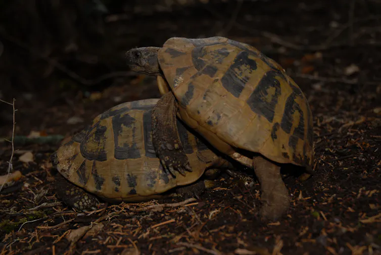 Pour arriver à monter sur la femelle, le mâle insiste longtemps en la poursuivant, lui mordant les pattes et la cognant, jusqu’à ce qu’elle capitule