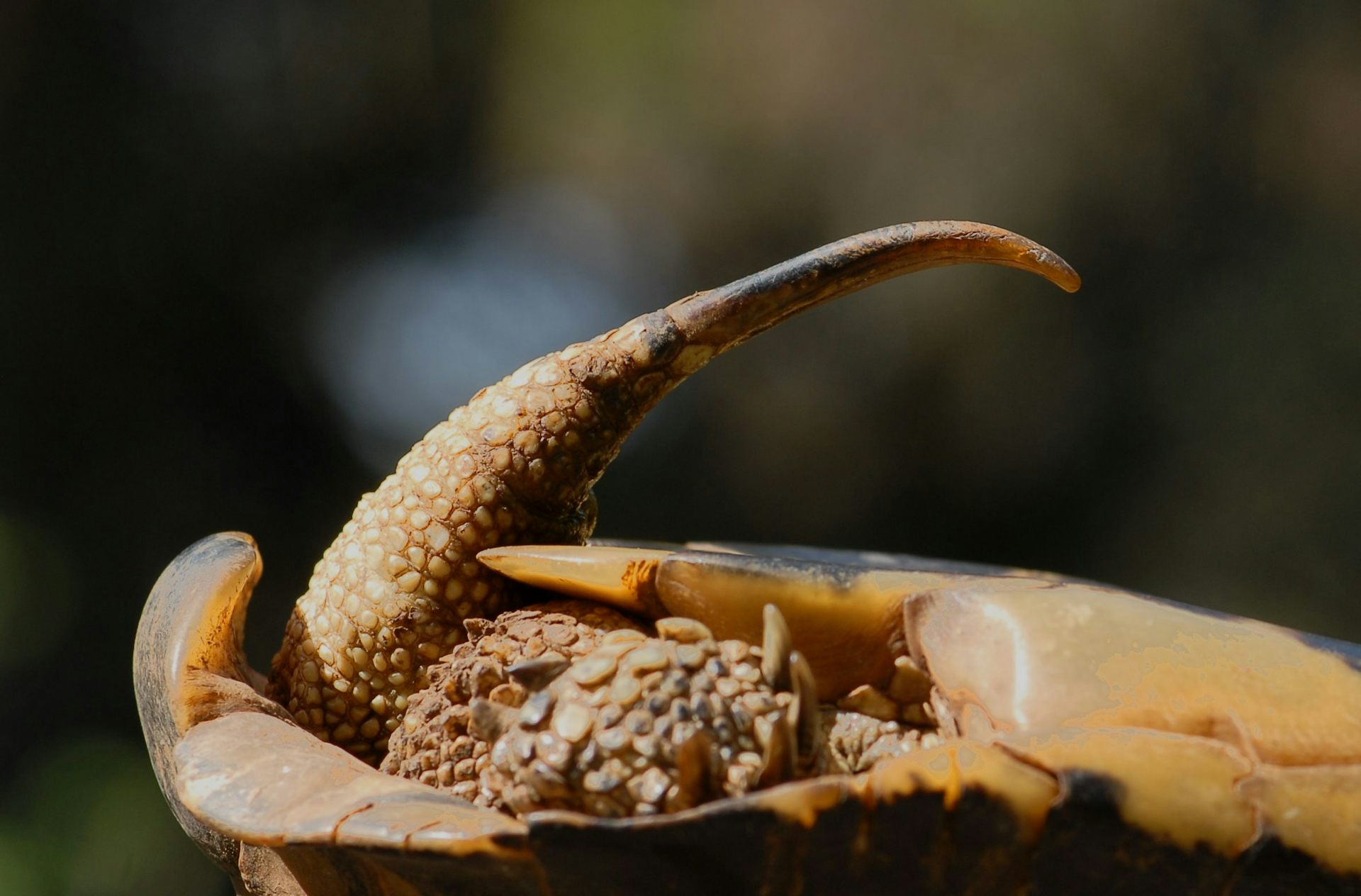 Avec l’extrémité cornée de leur queue, les mâles utilisent piquent le cloaque des femelles, et finissent régulièrement par les blesser sur Golem Grad